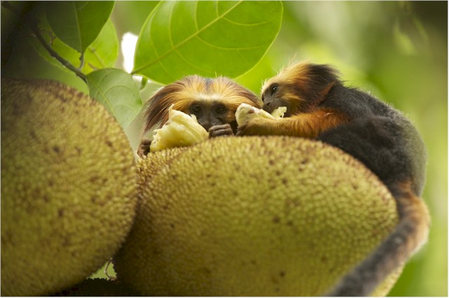 Monkey im Amazona Rainforest. (Foto: Markus Mauthe)